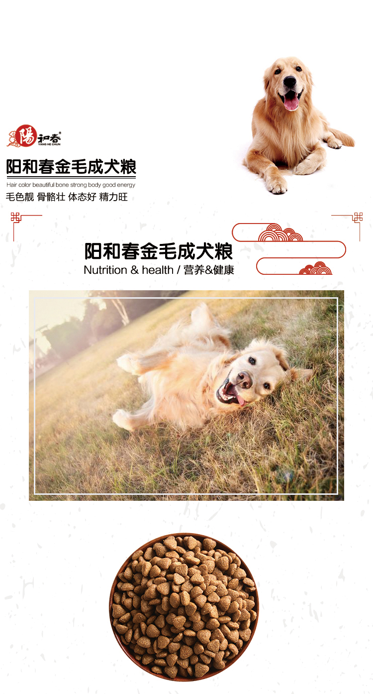 金毛成犬_01