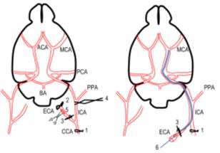 MCAOmodelscasestudy2