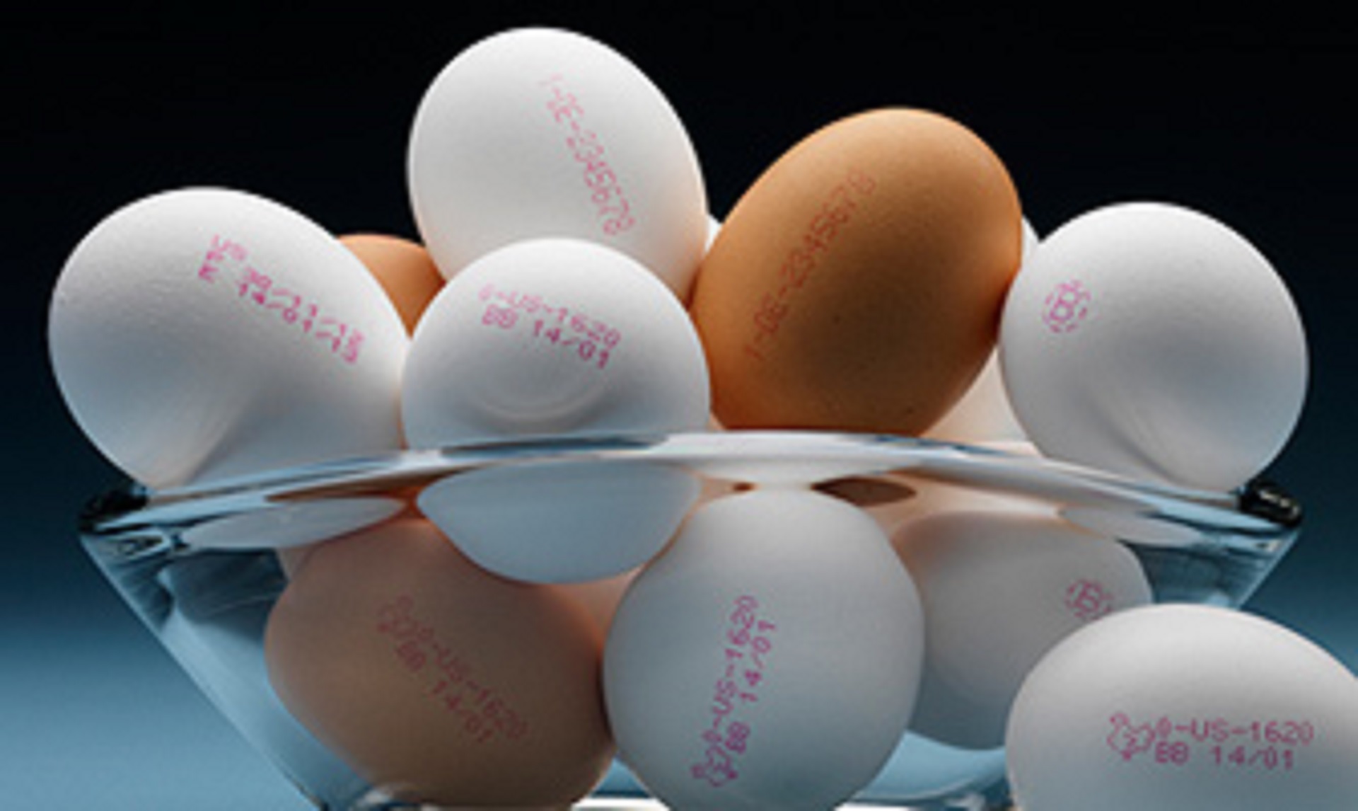 egg-coding-335x200