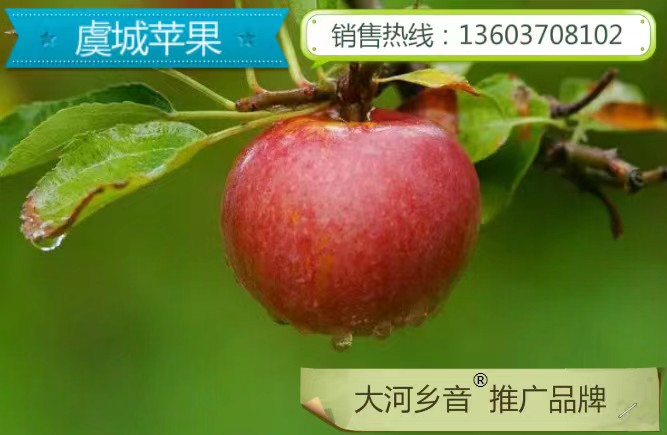 虞城红富士苹果