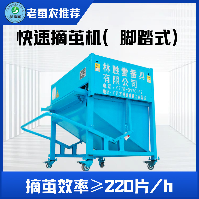 每小时摘茧200-250斤