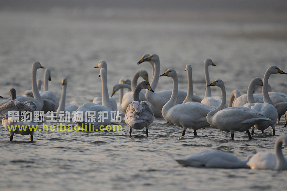 蓉城2015年12月22日-15