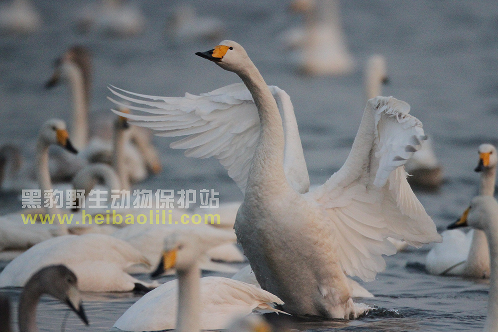 蓉城2015年12月22日-16