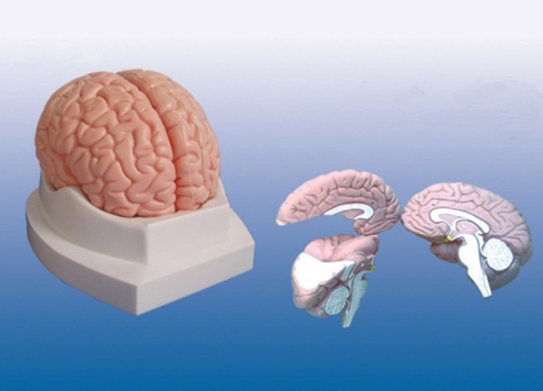 脑解剖模型-3部件