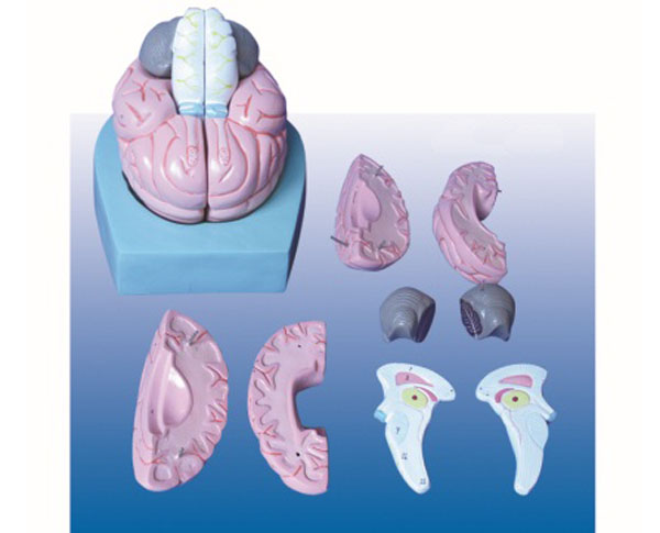 脑模型