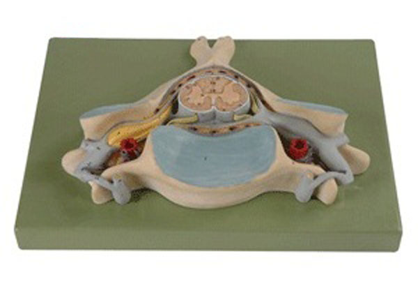 第五颈椎附脊髓和脊神经放大模型