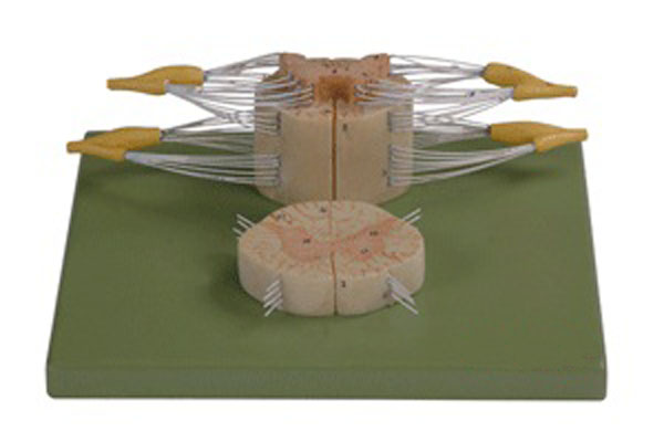 脊髓与脊神经分支放大模型