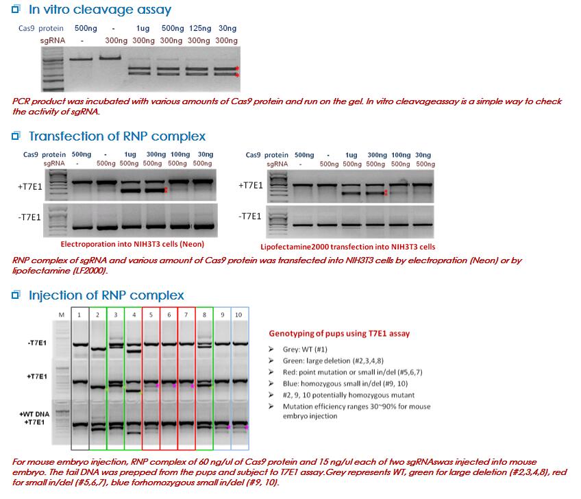 CAS9-5