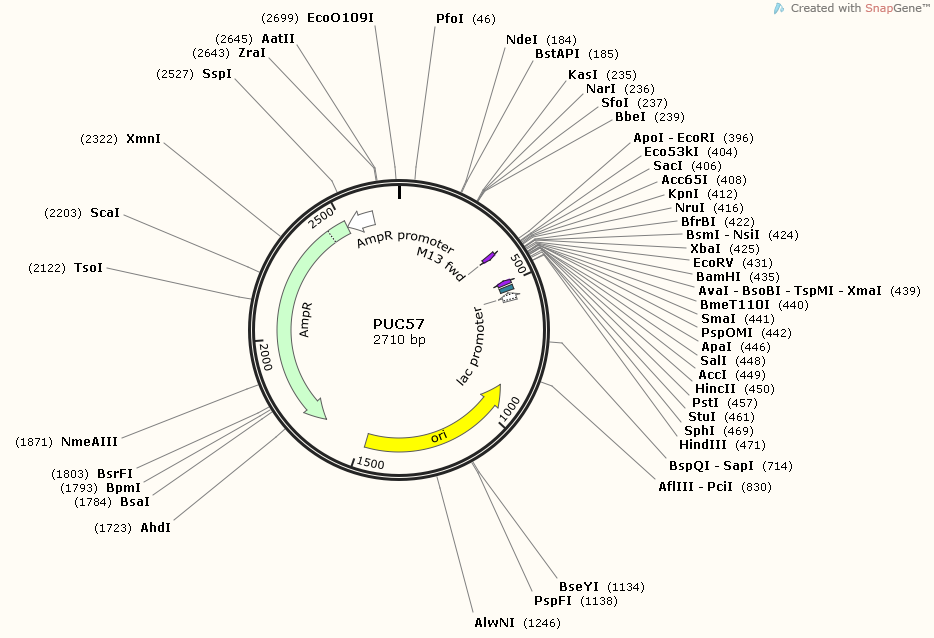 Plasmid DNA