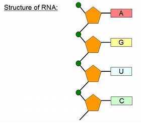 RNA