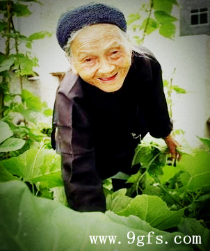广西巴马瑶族自治县平安村109岁的黄妈能老人在菜园摘菜，这是她每天都坚持做的事。“世界第五长寿之乡”广西巴马瑶族自治县现有74位百岁以上的老人。