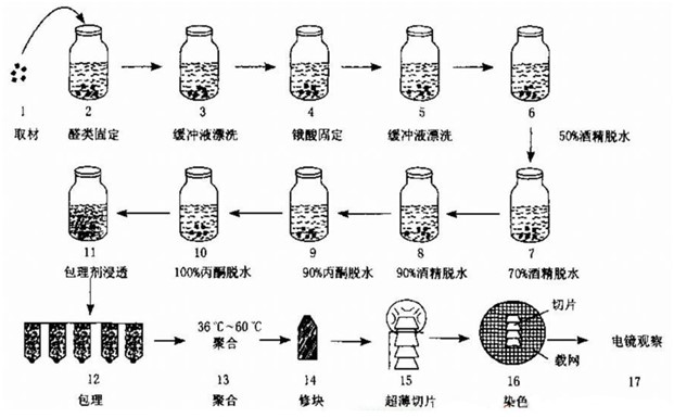 透射电镜TEM1