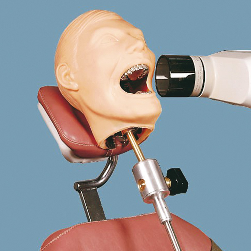 QUART牙科口腔模型X射线训练模型