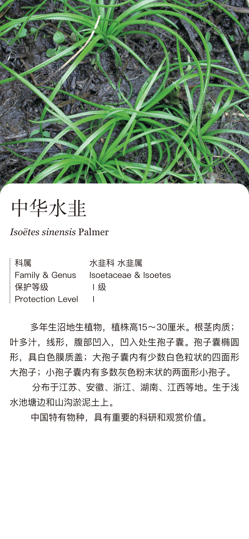 中华水韭isoëtes sinensis palmer-中国野生植物保护协会