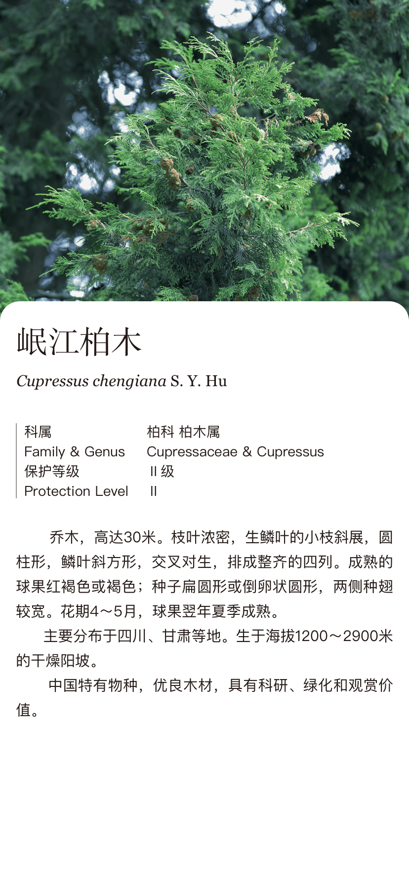 岷江柏木cupressuschengianasyhu