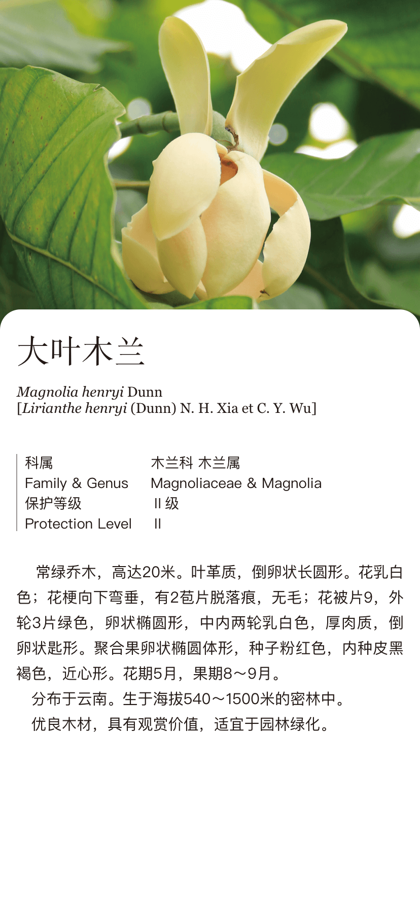 大叶木兰magnoliahenryidunn