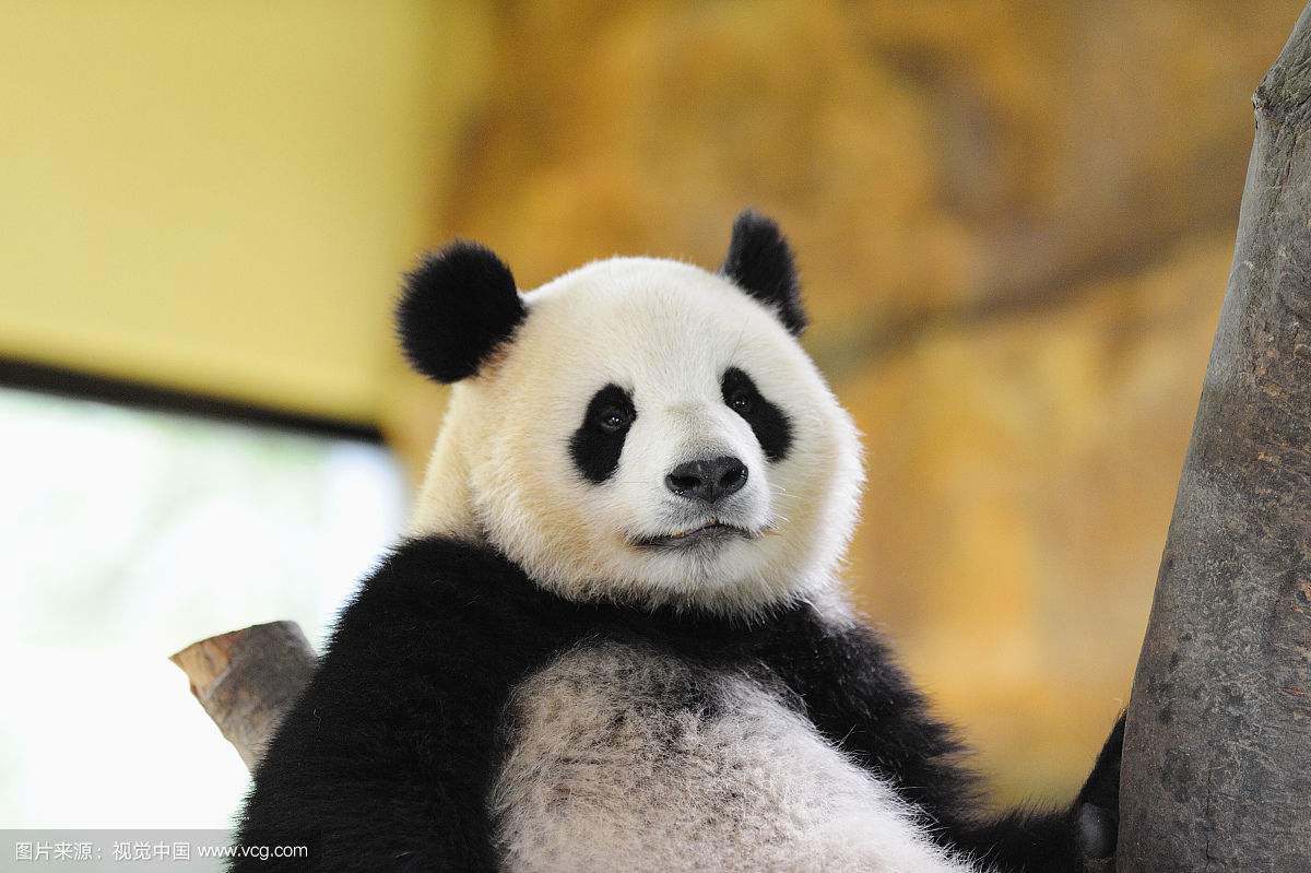 小熊猫动物可爱红熊猫珍稀动物摄影图配图高清摄影大图-千库网