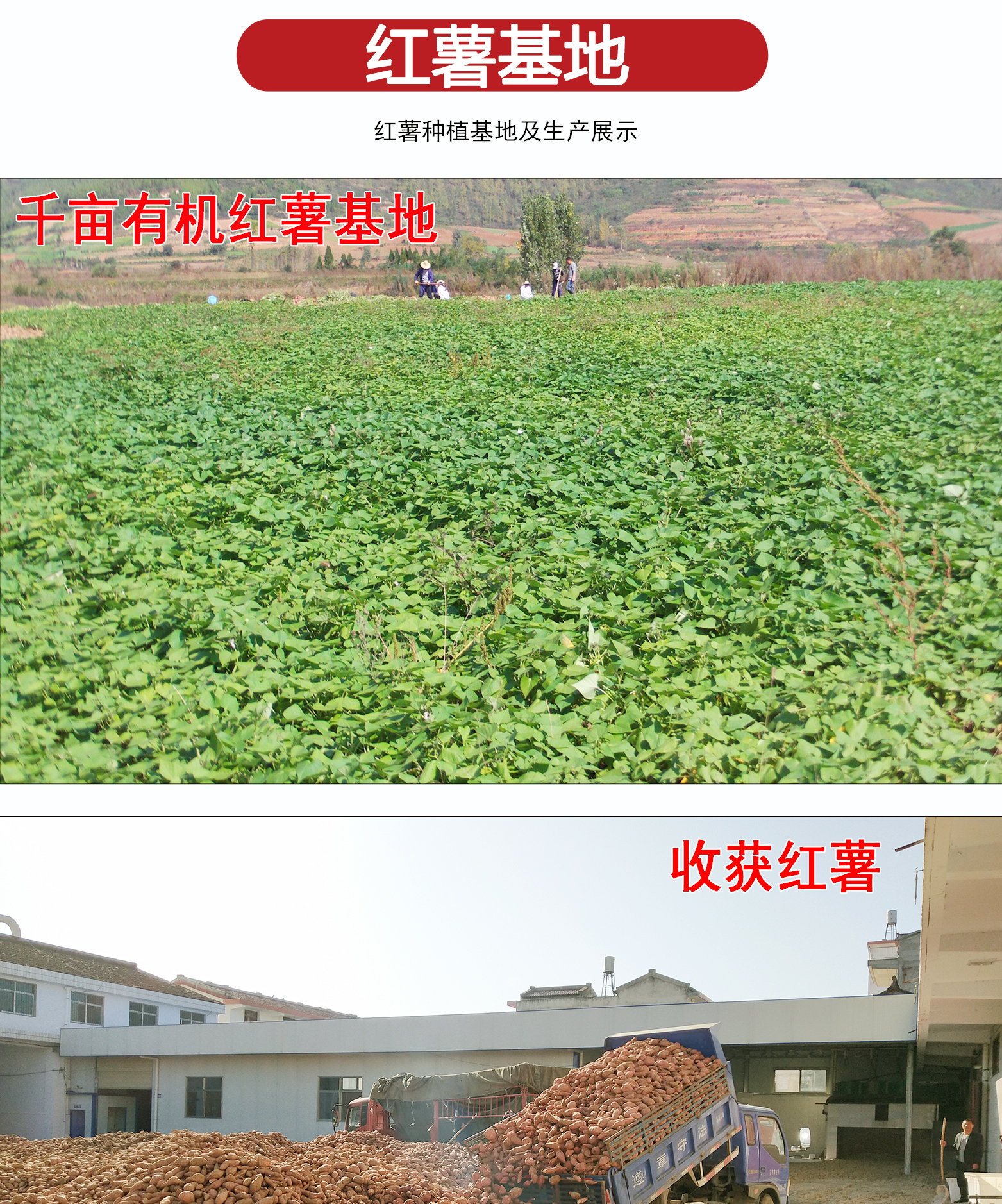 200g粉帶-06紅薯粉帶詳情頁A寬粉200g_07