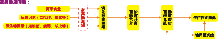 禽舒保加强型1