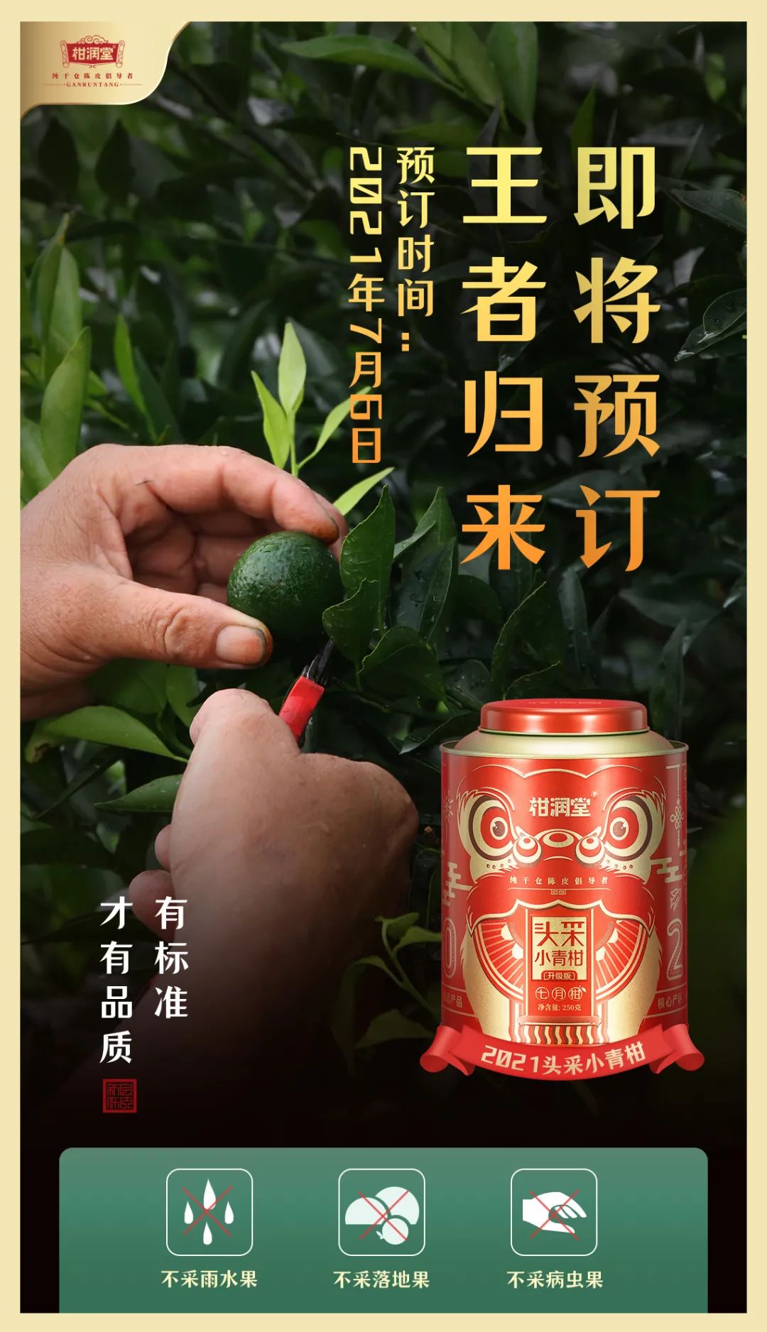 柑润堂头采小青柑,王者归来,全国火热预定中-润元昌普洱茶网