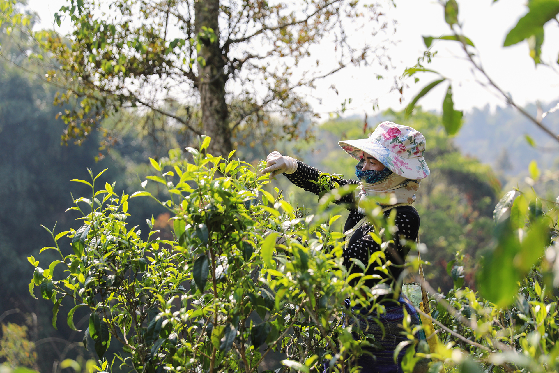  It is said that only bad raw materials can be used to make cooked tea. Really? False? Runyuanchang Boutique Cooked Tea will lead you to explore - Group III of Tea Picking - 2