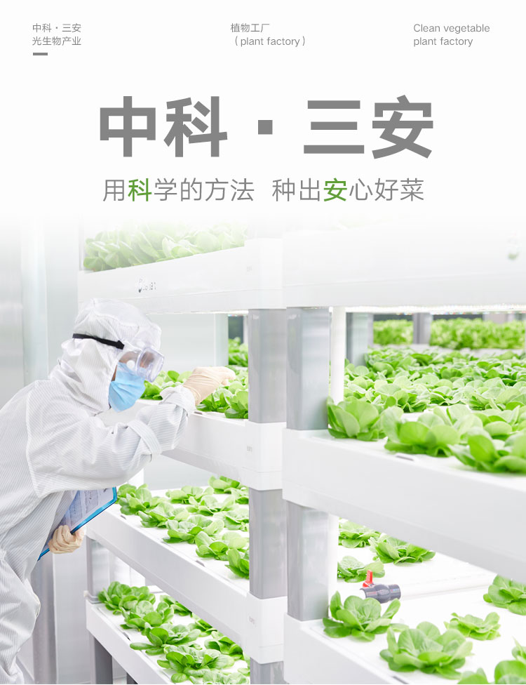 三安-绿蝶生菜-详情_01