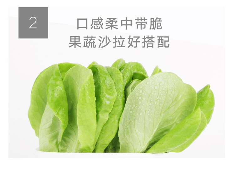 三安-绿蝶生菜-详情_06