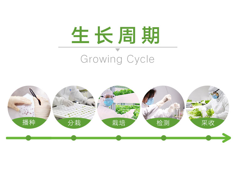 三安-绿蝶生菜-详情_08