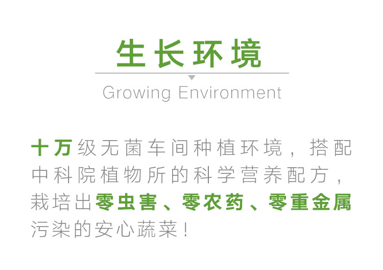 三安-绿蝶生菜-详情_09
