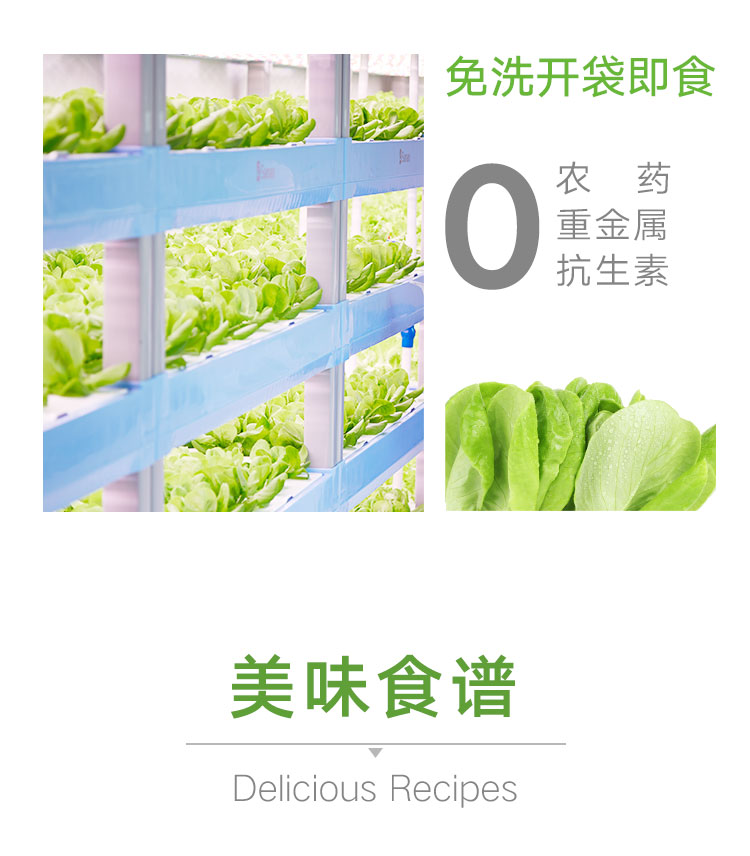 三安-绿蝶生菜-详情_12