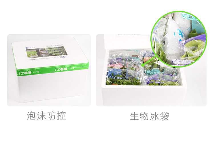 三安-绿蝶生菜-详情_15