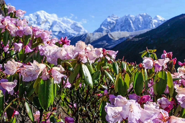 高山杜鹃_副本