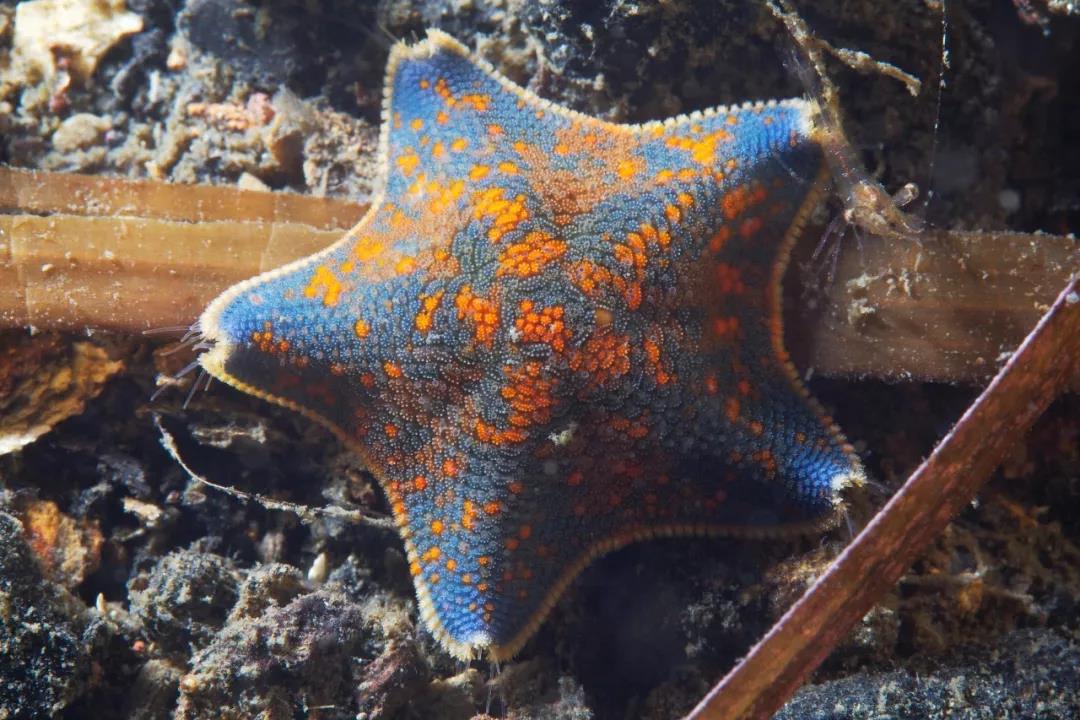 它向我们奉献了肉身,又献了骨壳……-大连海宝生物