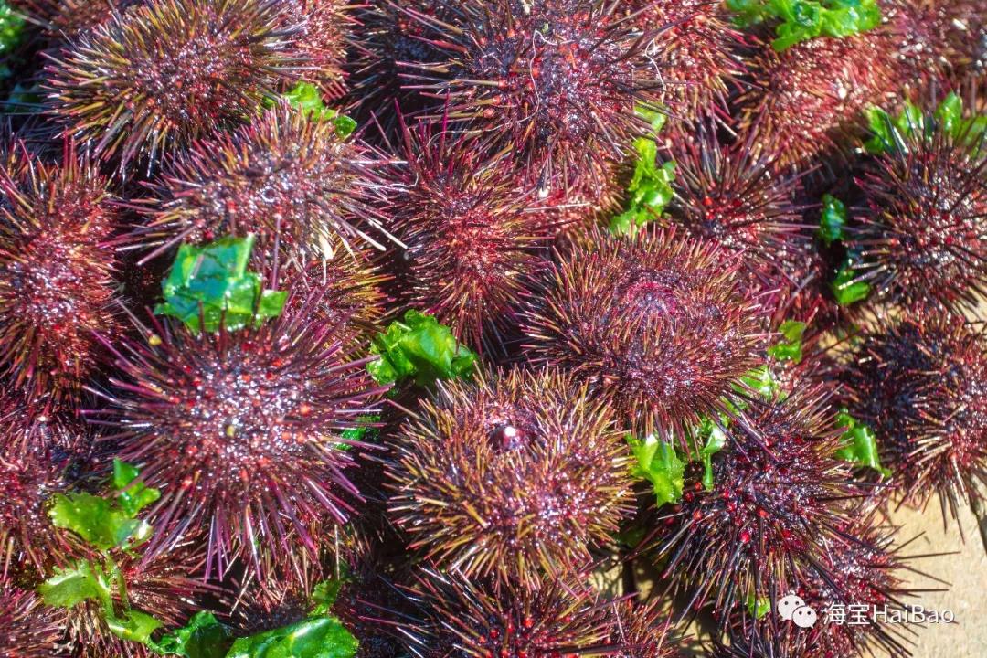 出海去!小编带你"云上采胆"-大连海宝生物技术有限