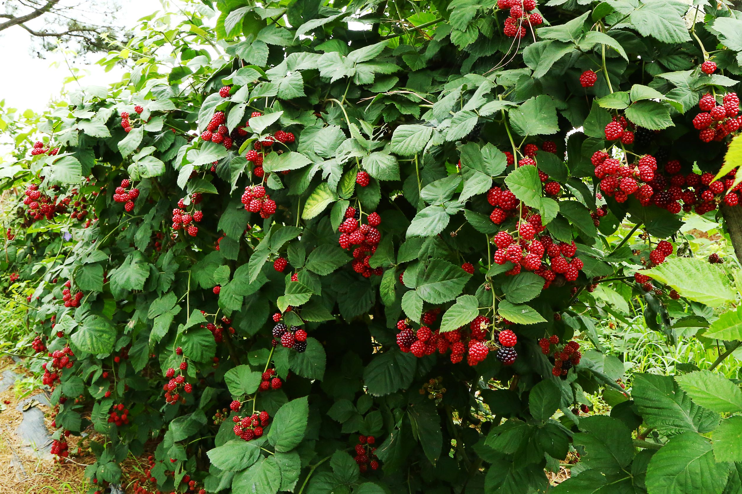 如何种植树莓，国产树莓真的来了！ - 知乎