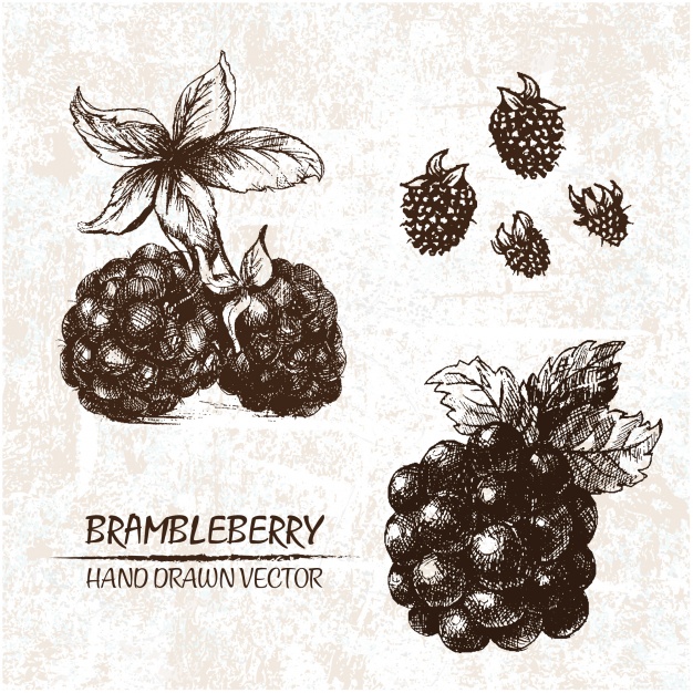 hand-drawn-brambleberry-design_1268-447