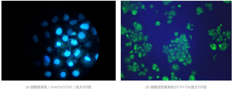 高分辨率荧光成像1