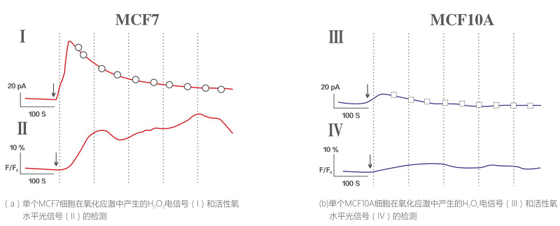 单细胞氧化应激检测