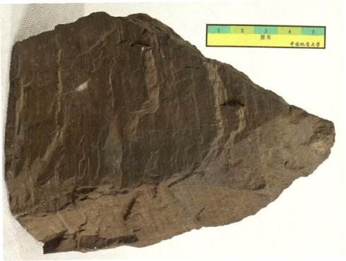 timg-1