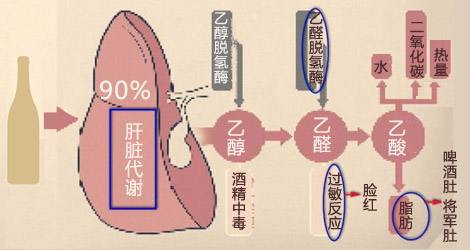 酒精基因檢測-4