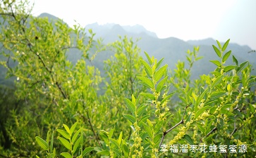 枣花