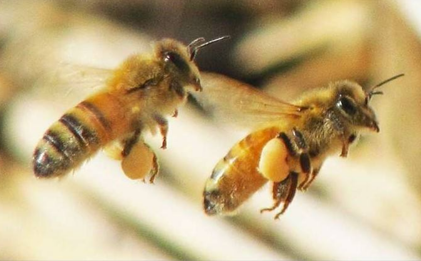 蜜蜂精神