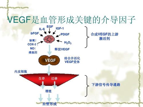治疗肺癌的抗血管生成药物有哪些?