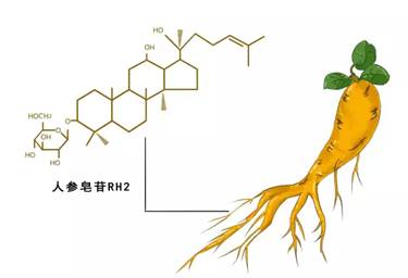 人参皂苷资讯网