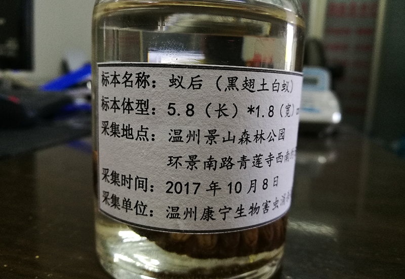 白蚁防治