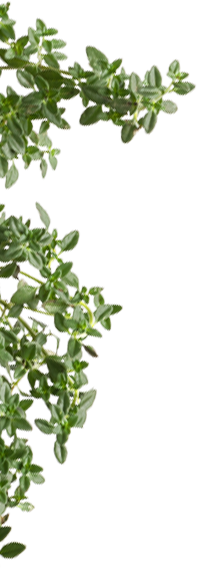 ThymePlant