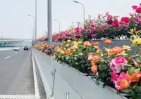 14机场快速路高架桥桥面绿化美化综合整治工程-图片331