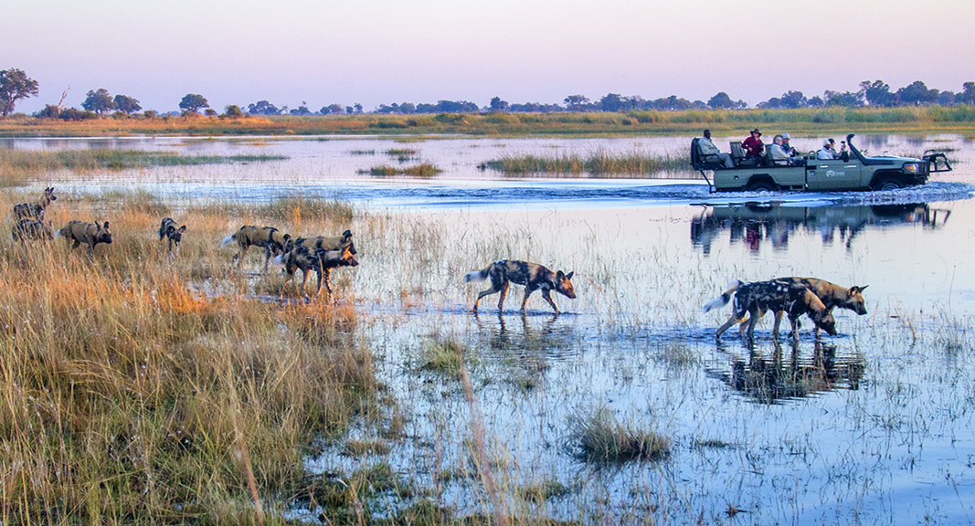 三角洲-Okavango-Delta-Tours-wild-dogs