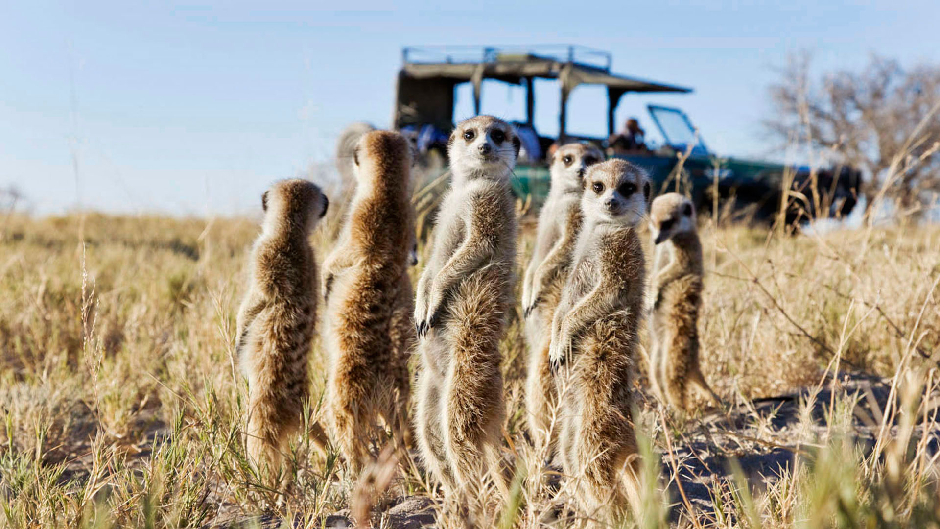盐沼-botswana-makgadikgadi-pans-san-camp-family-of-meerkats