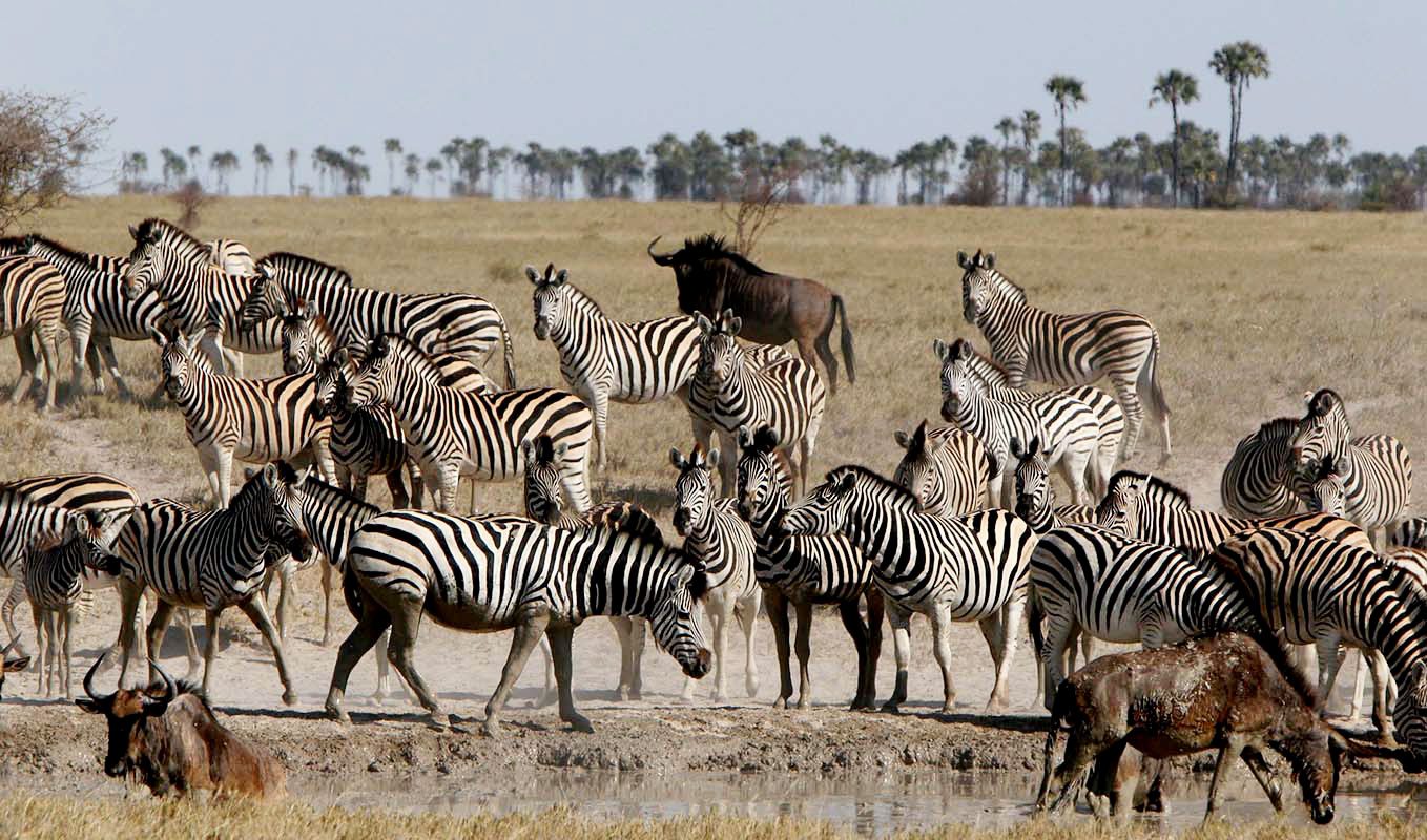 盐沼-Botswana_Makgadikgadi_SanCamp_Wildlife_ZebraMigration